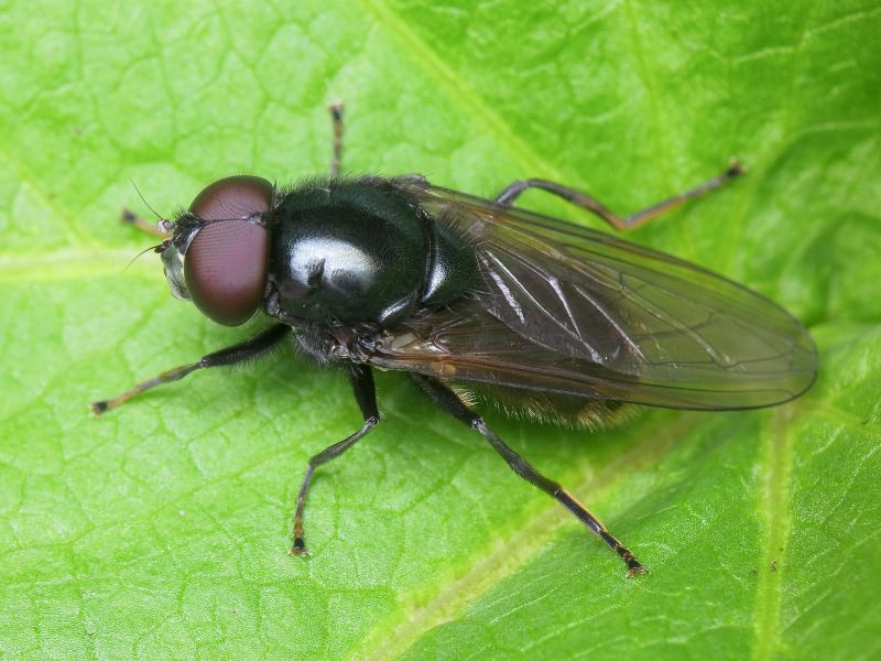 Cheilosia albitarsis (Meigen, 1822)